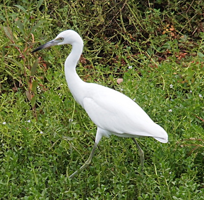 [This all white medium-sized bird walks from right to left. It has yellow-grey legs and a long pointed bill which is black from the middle to the edge of the tip and light-grey from the middle toward the head.]